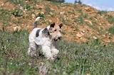 FOX TERRIER 144